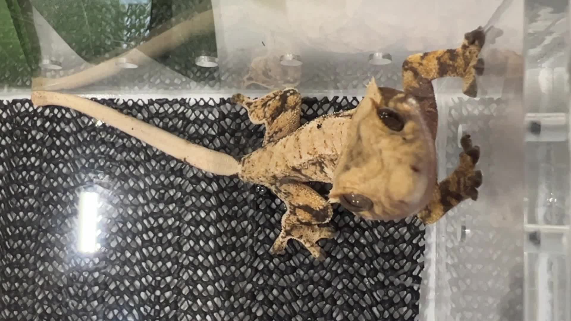 Exotic Reptile Breeders Expo in Canada