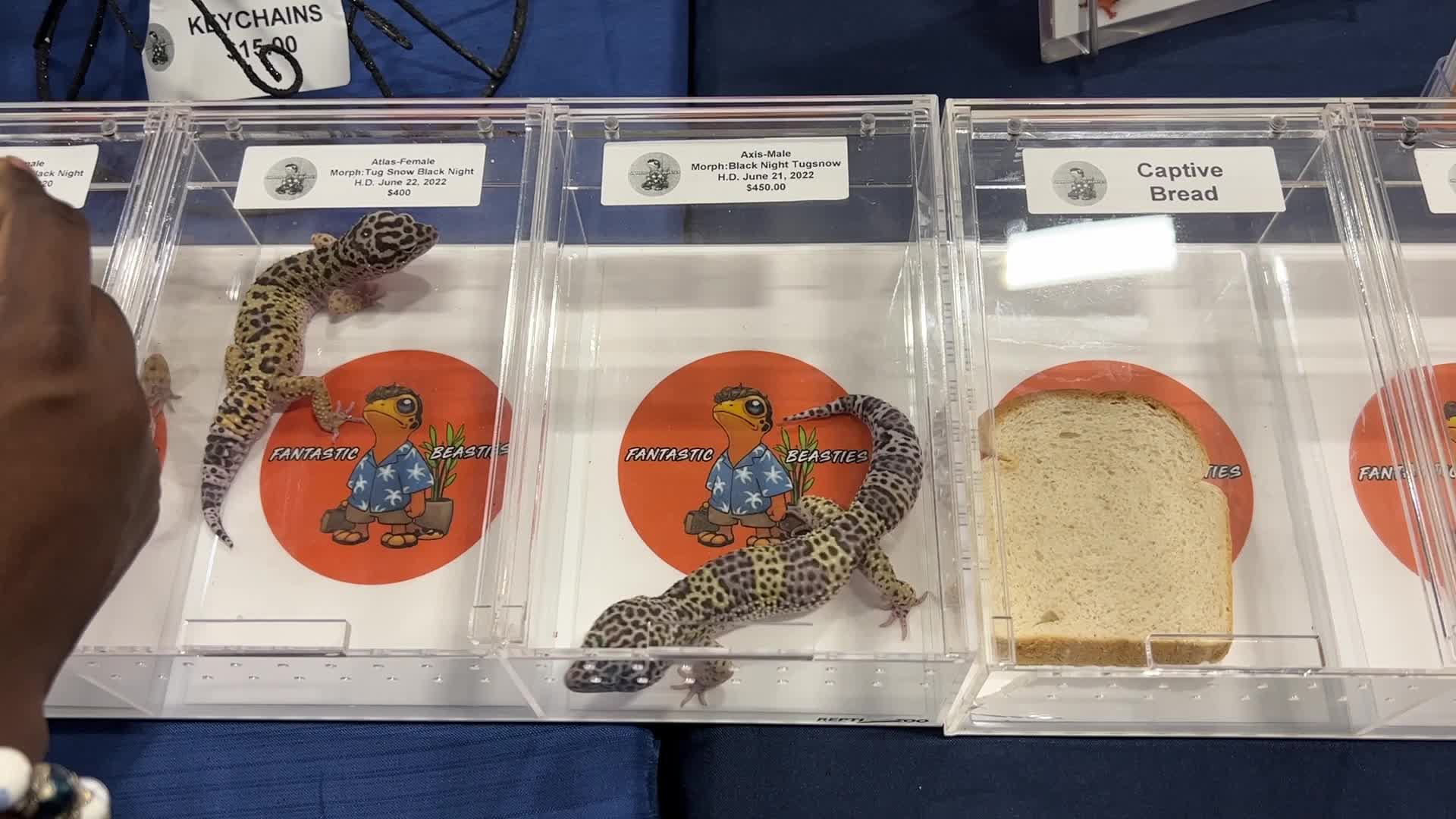 Exotic Reptile Breeders Expo in Canada