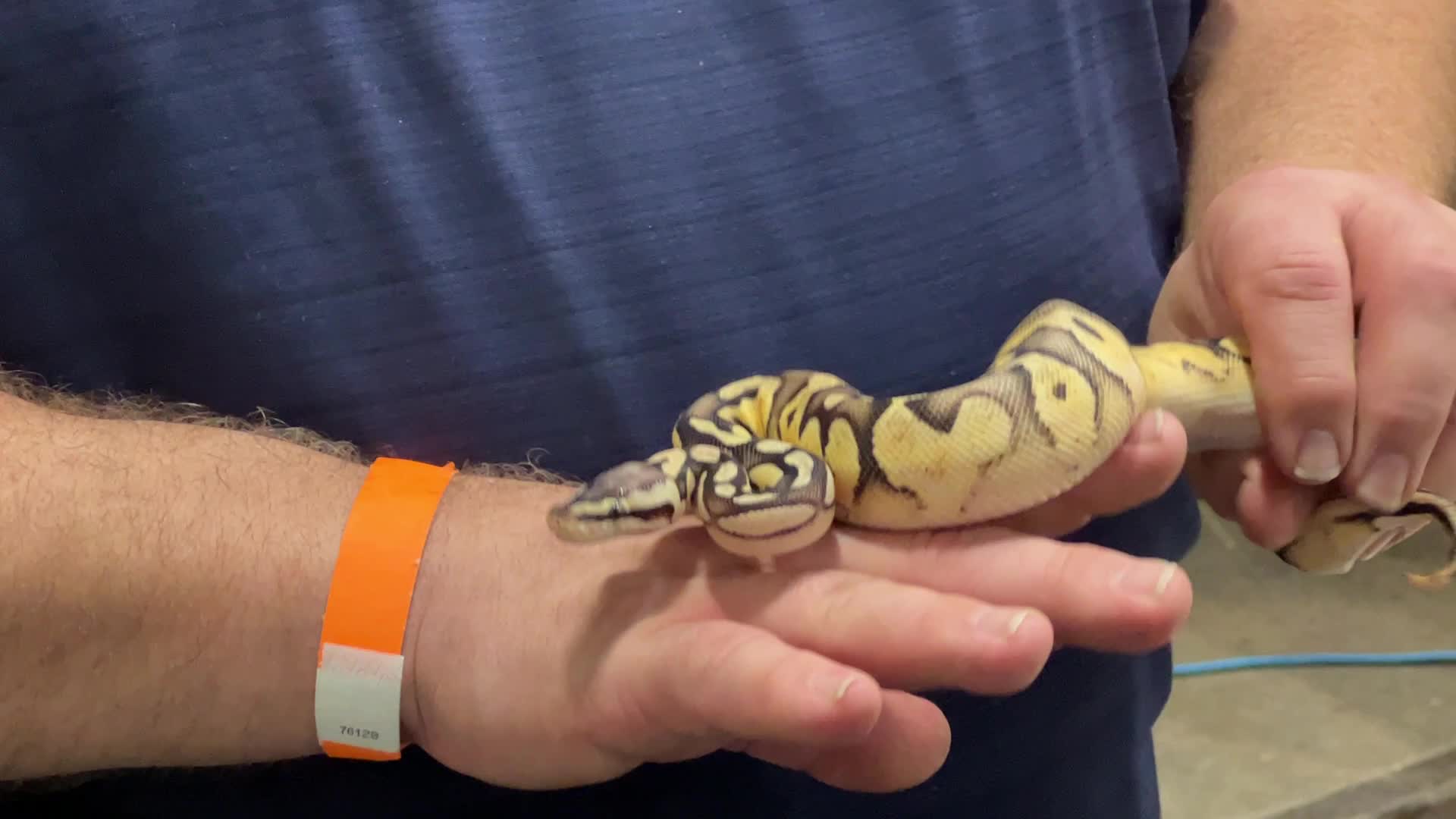 Exotic Reptile Breeders Expo in Canada