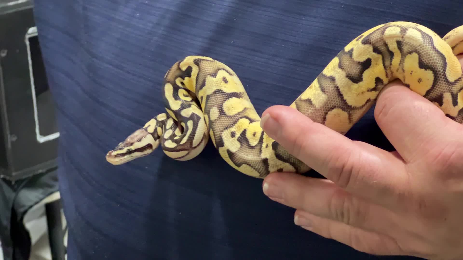 Exotic Reptile Breeders Expo in Canada