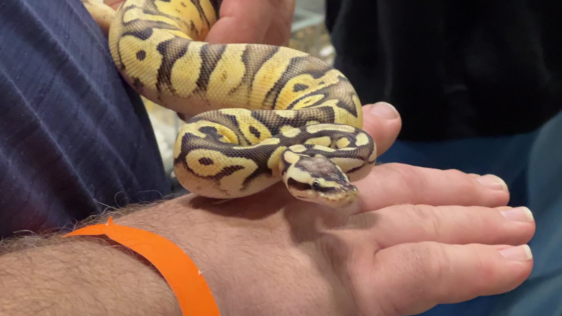 Exotic Reptile Breeders Expo in Canada