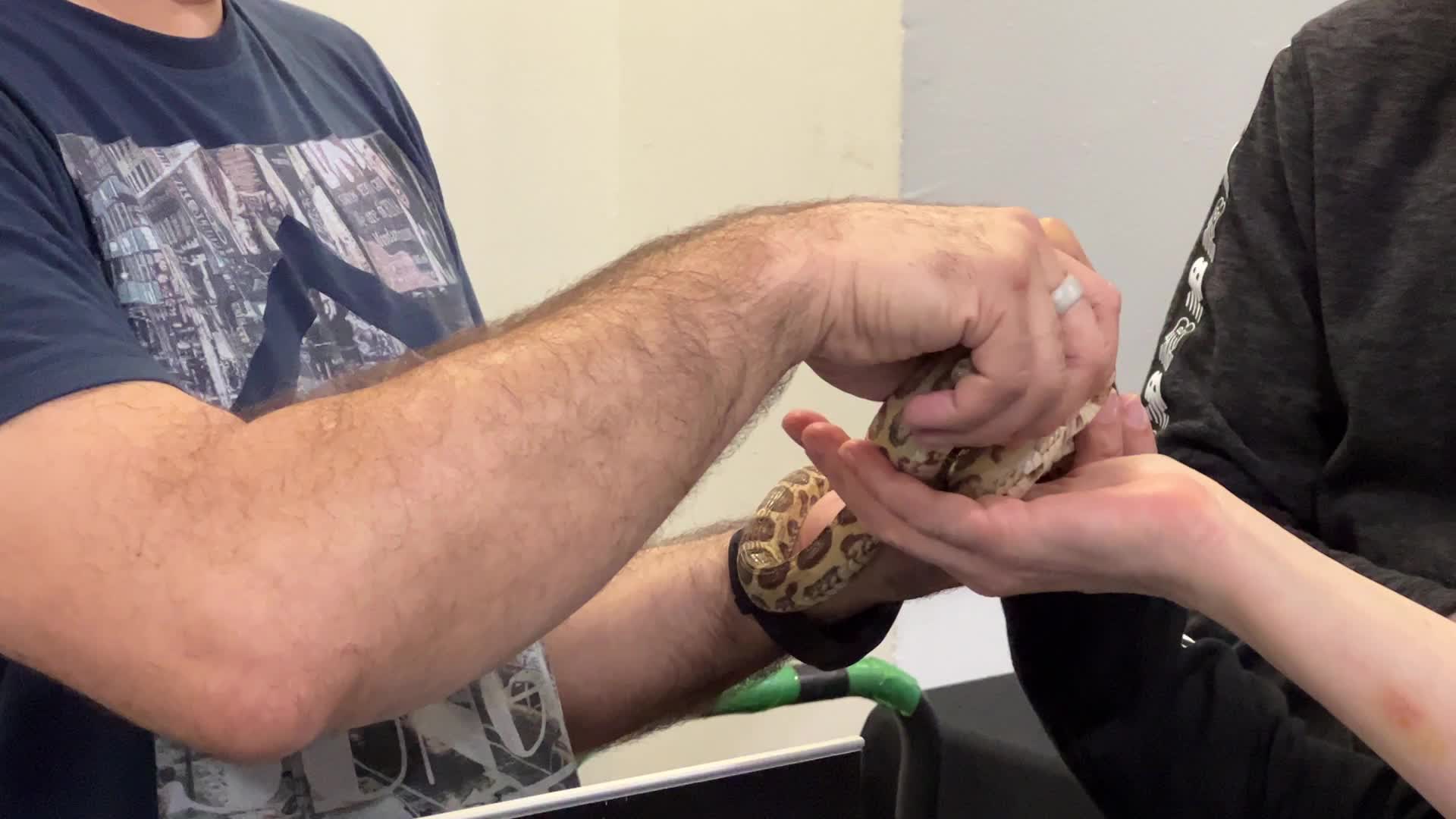 Exotic Reptile Breeders Expo in Canada