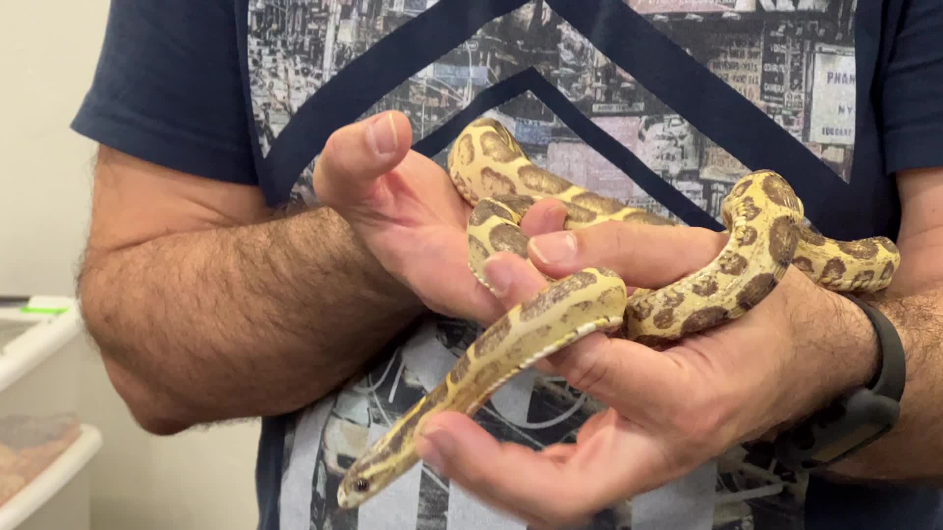 Exotic Reptile Breeders Expo in Canada