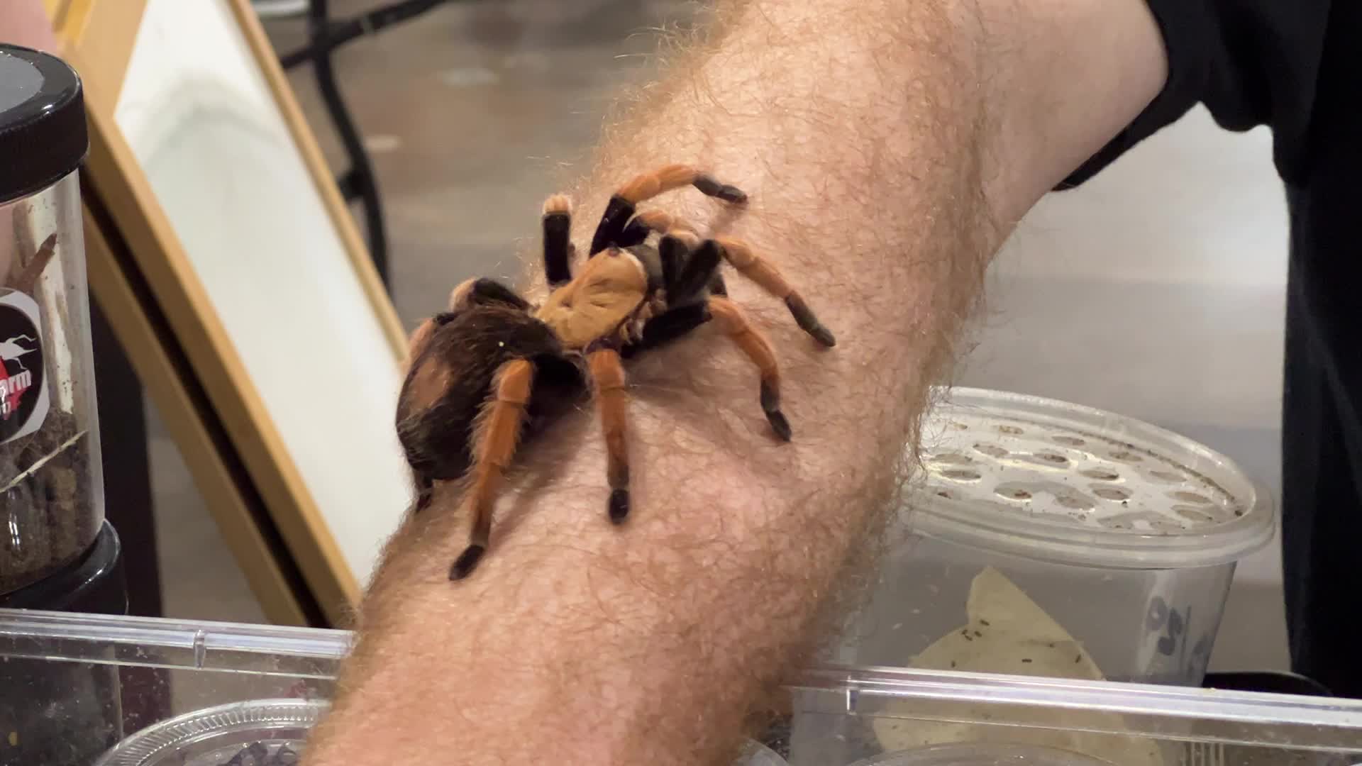 Exotic Reptile Breeders Expo in Canada