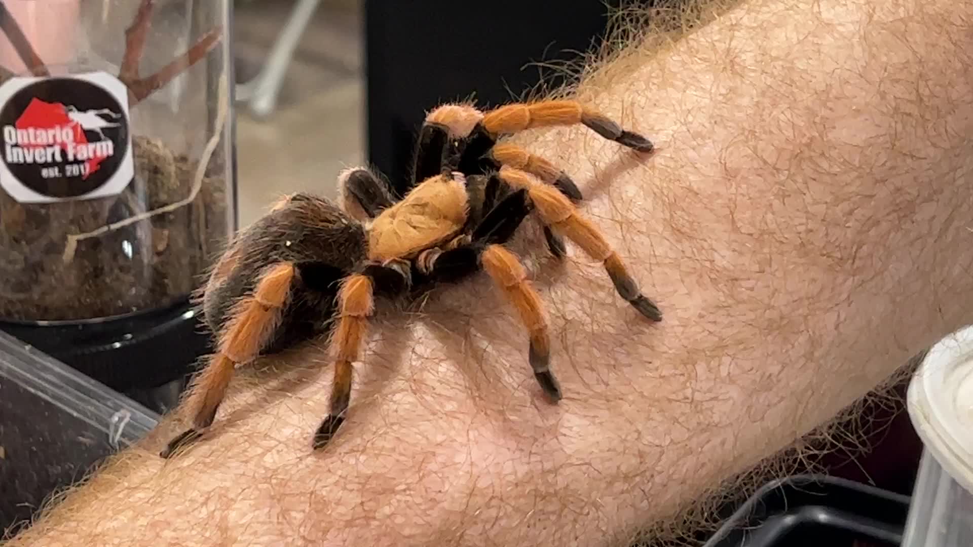 Exotic Reptile Breeders Expo in Canada