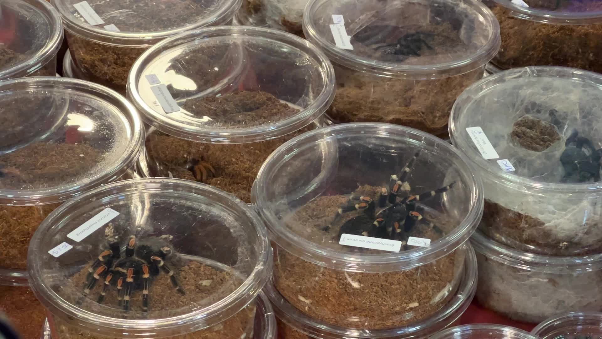 Exotic Reptile Breeders Expo in Canada