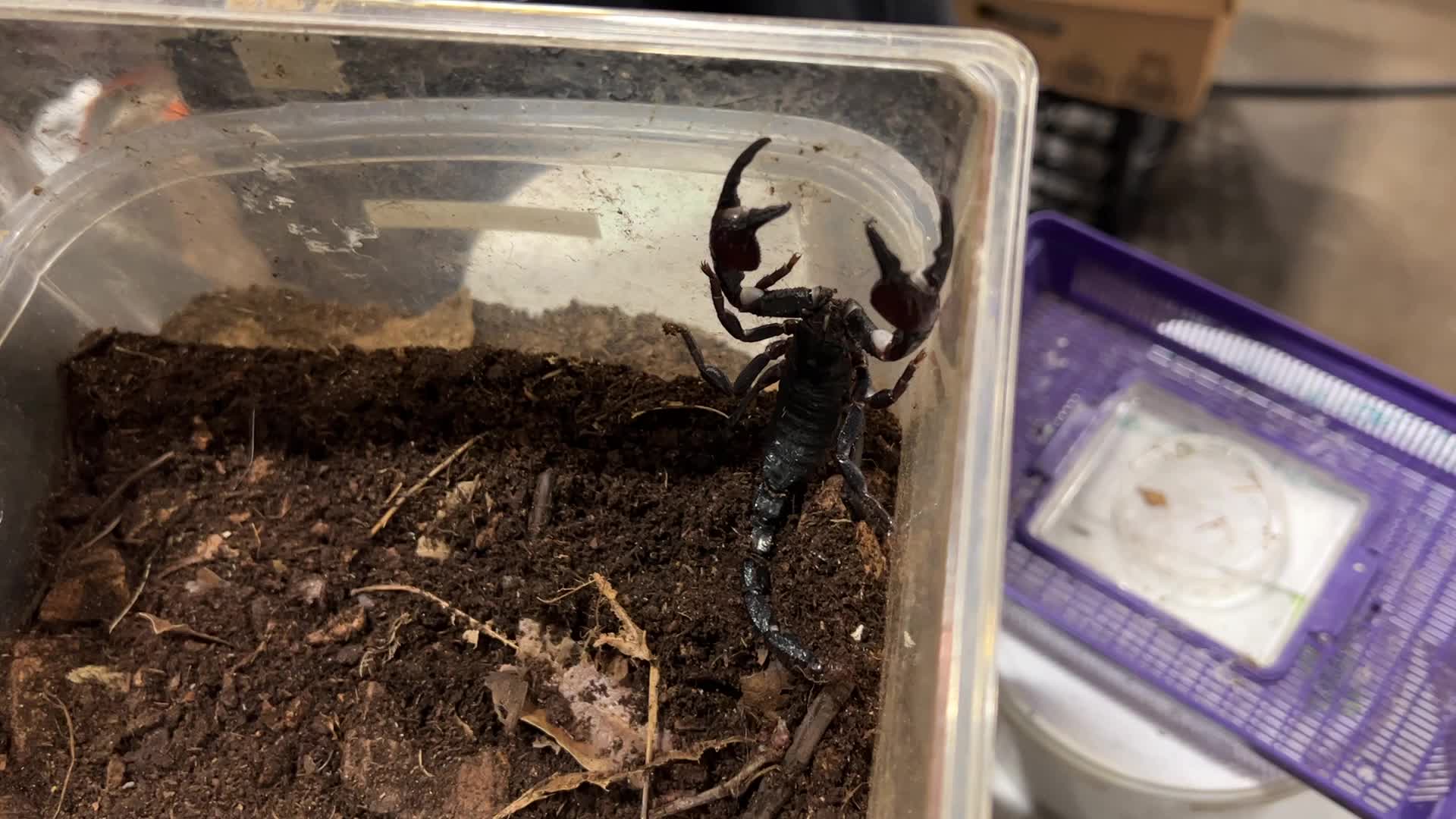 Exotic Reptile Breeders Expo in Canada