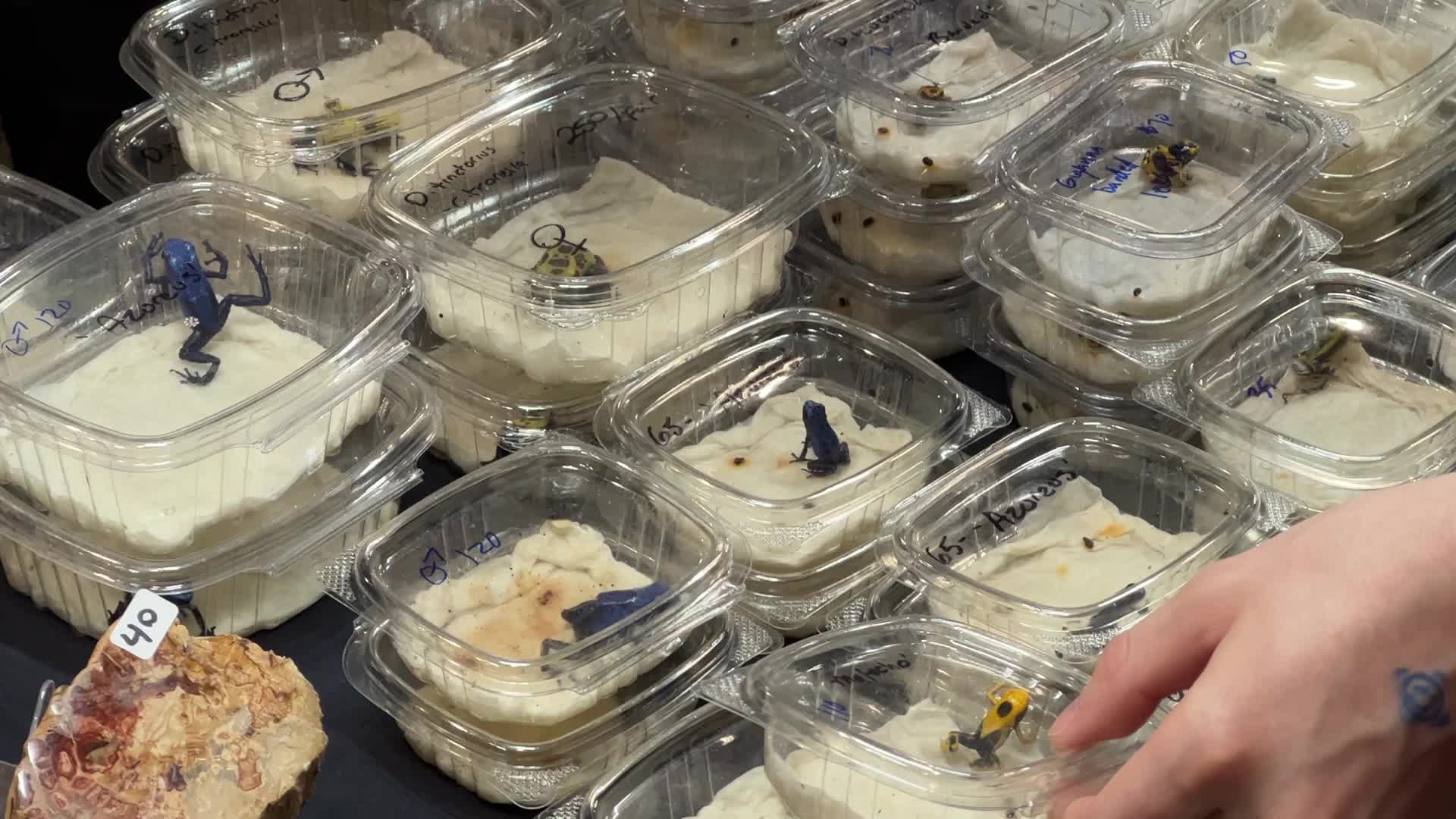 Exotic Reptile Breeders Expo