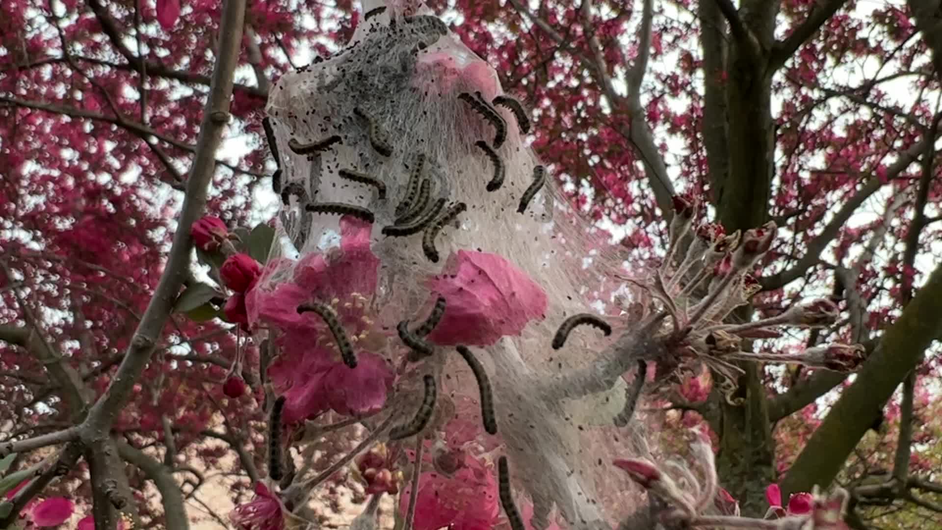 Tent caterpillars