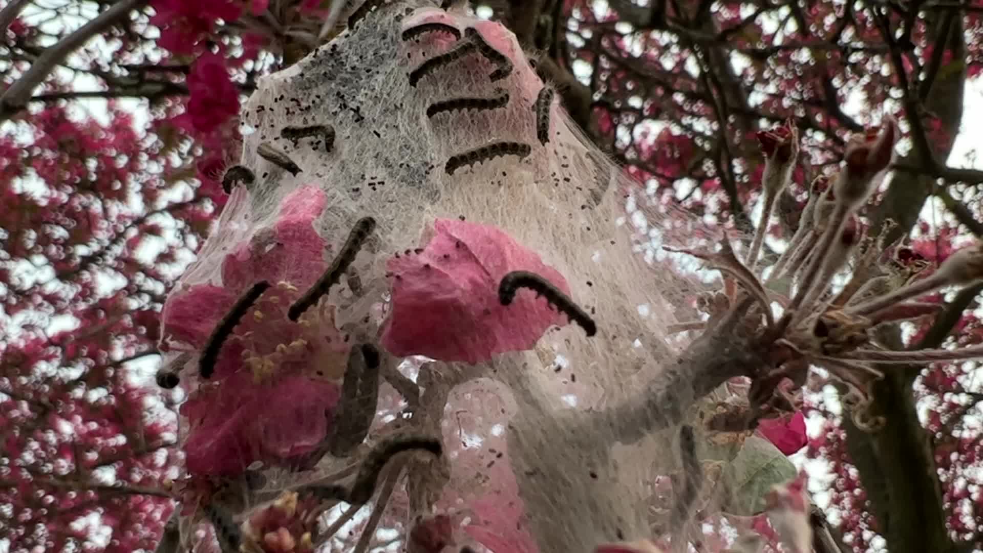 Tent caterpillars
