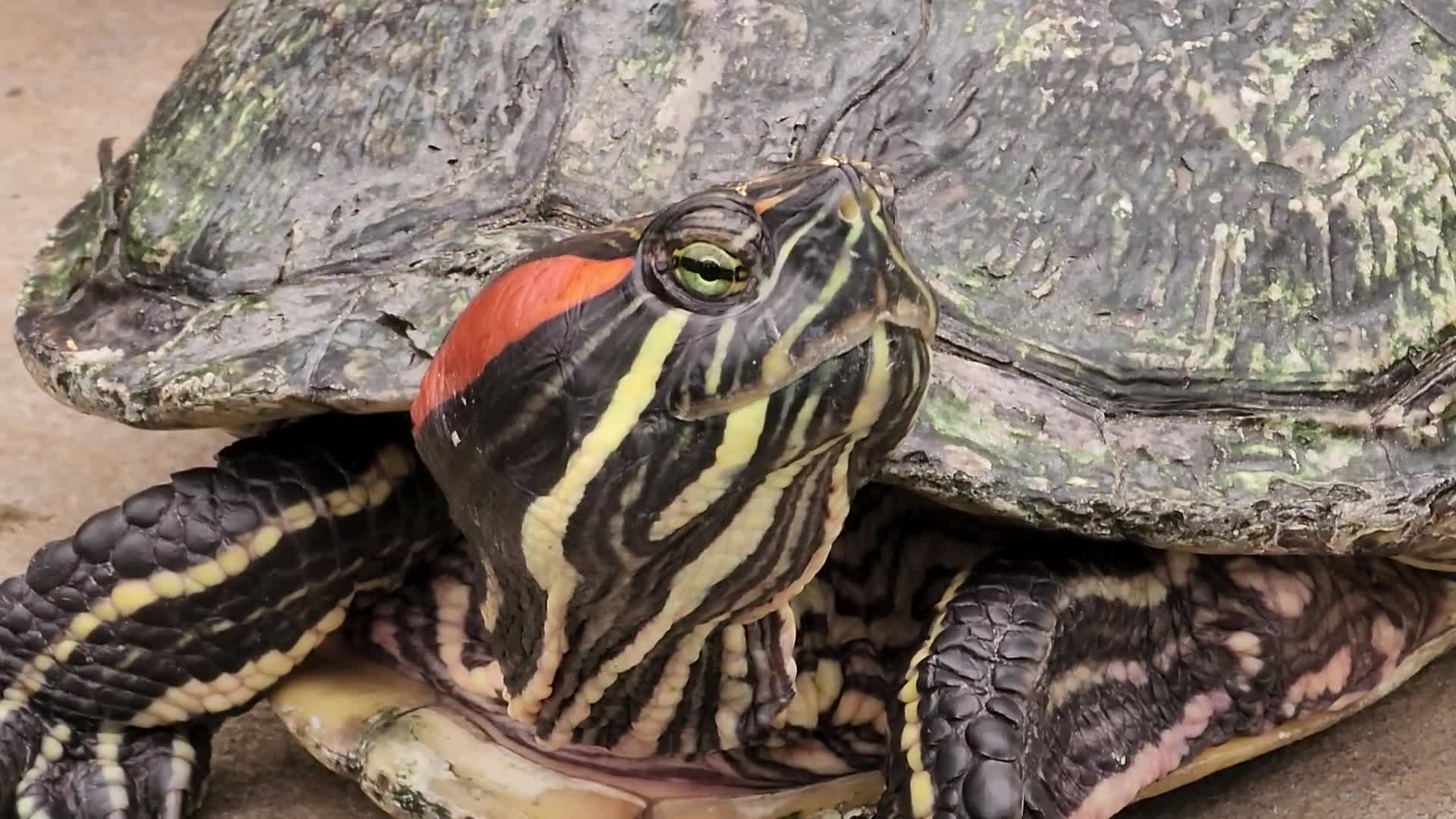 Red-eared slider turtles by a small pond