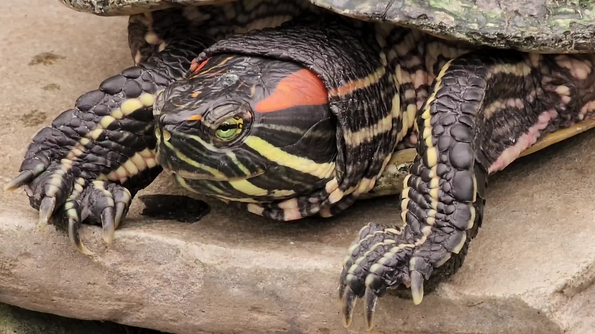 Red-eared slider turtles by a small pond