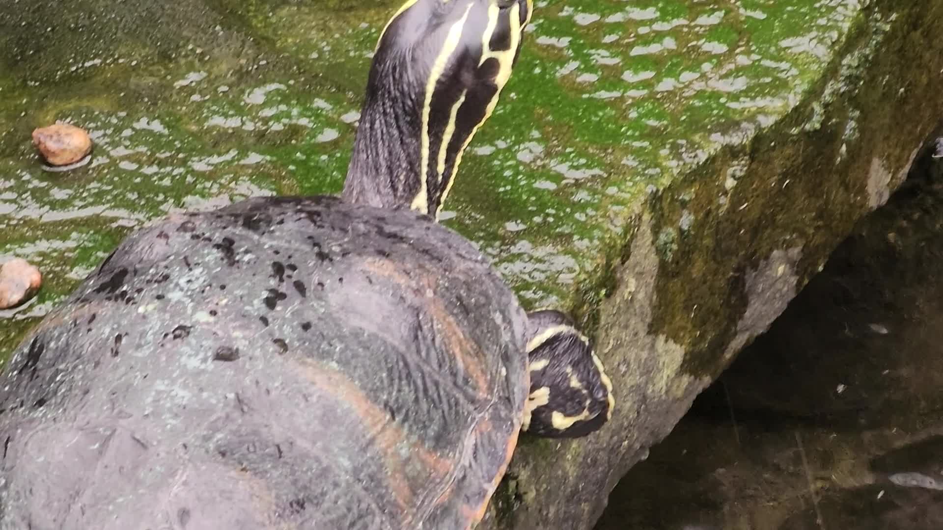 Red-eared slider turtles by a small pond