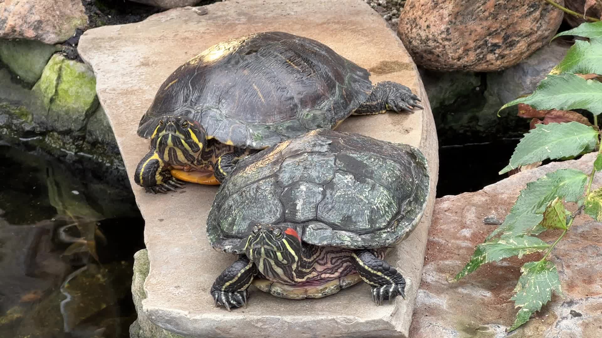 Red-eared slider turtles by a small pond