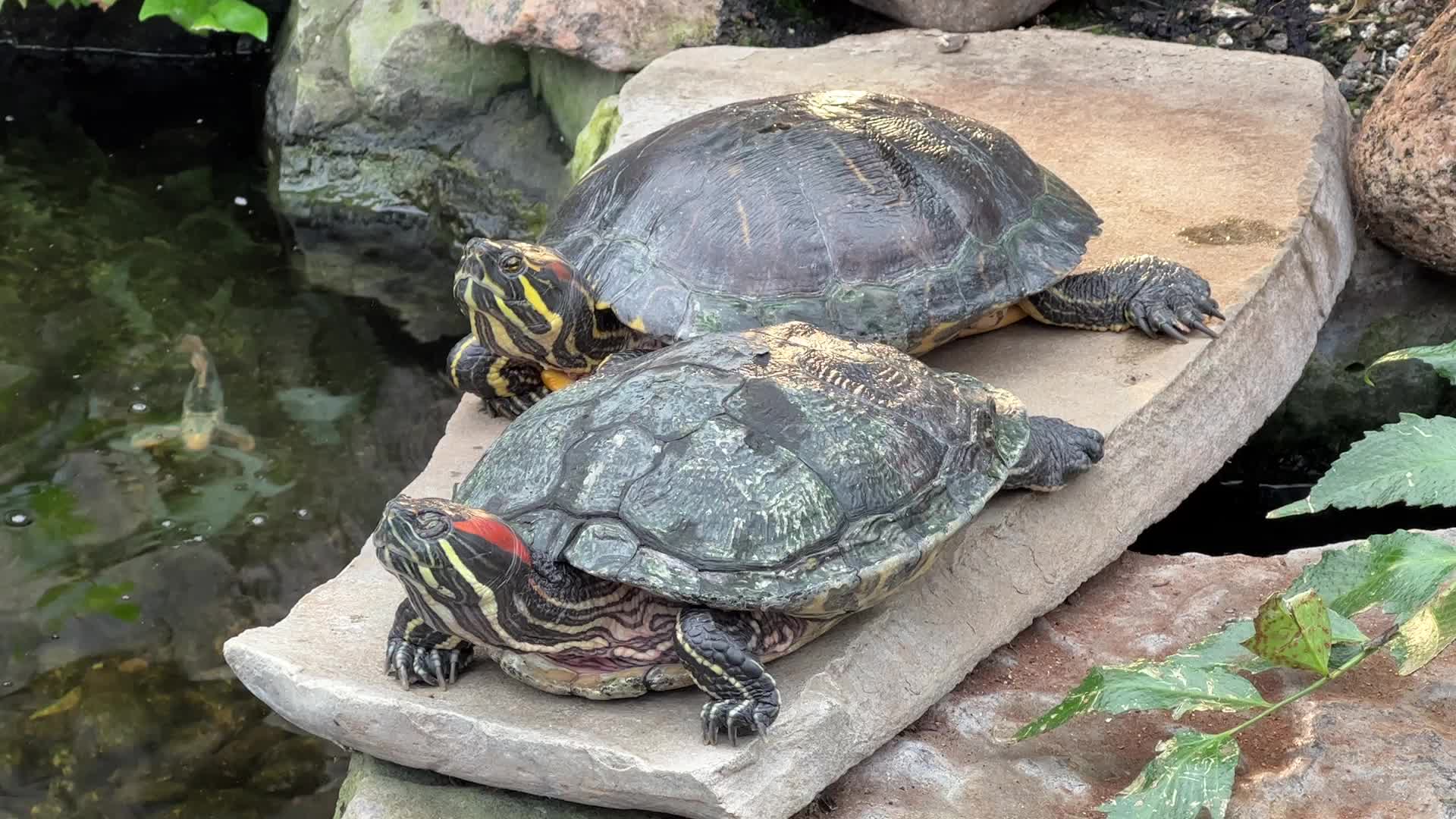 Red-eared slider turtles by a small pond