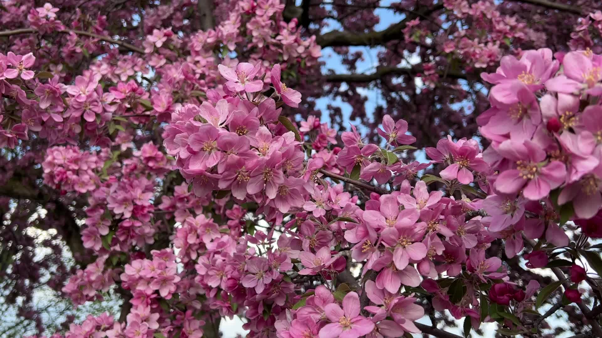Crabapple trees flowering during the Spring season