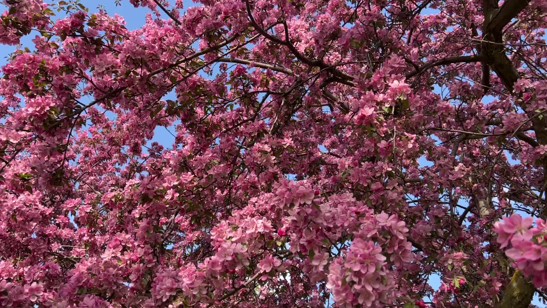Crabapple trees flowering during the Spring season