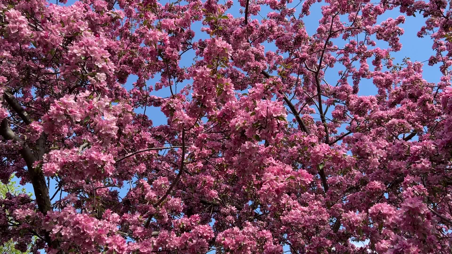 Crabapple trees flowering during the Spring season
