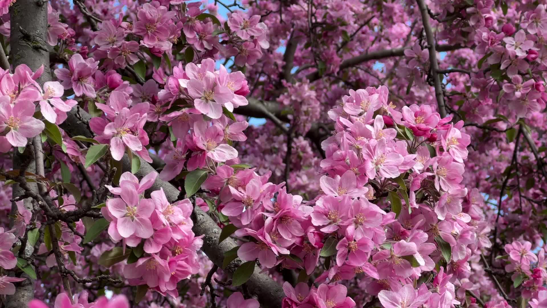 Crabapple trees flowering during the Spring season
