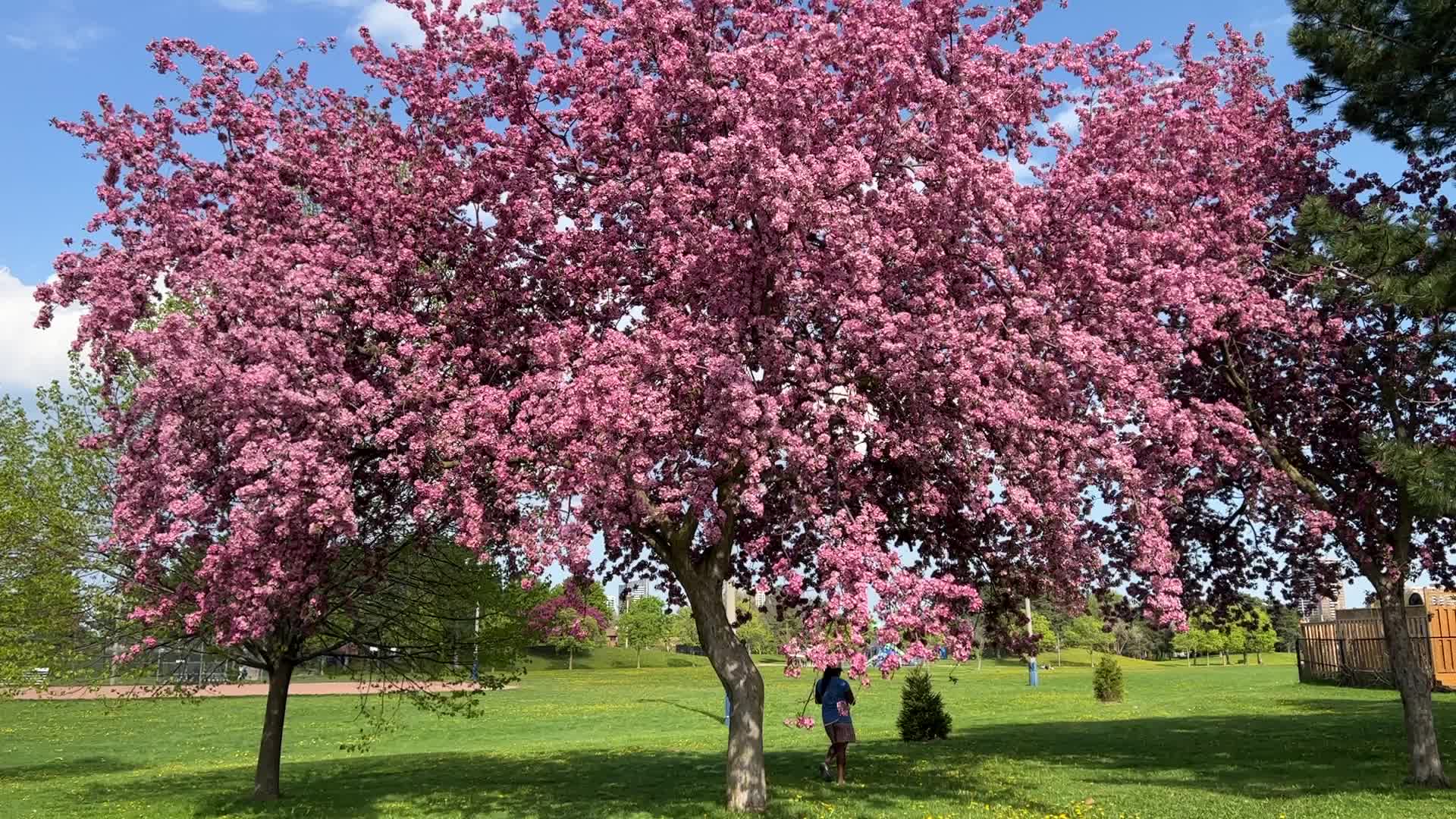 Crabapple trees flowering during the Spring season