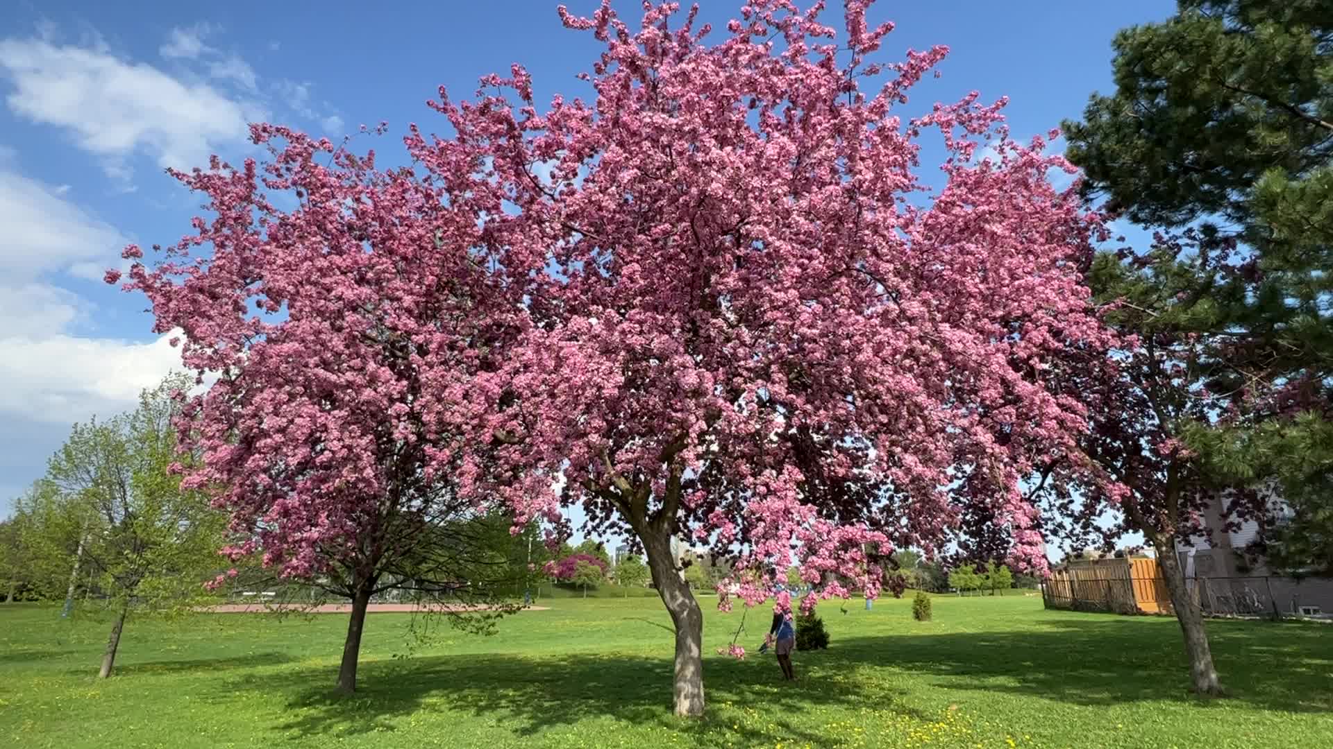 Crabapple trees flowering during the Spring season