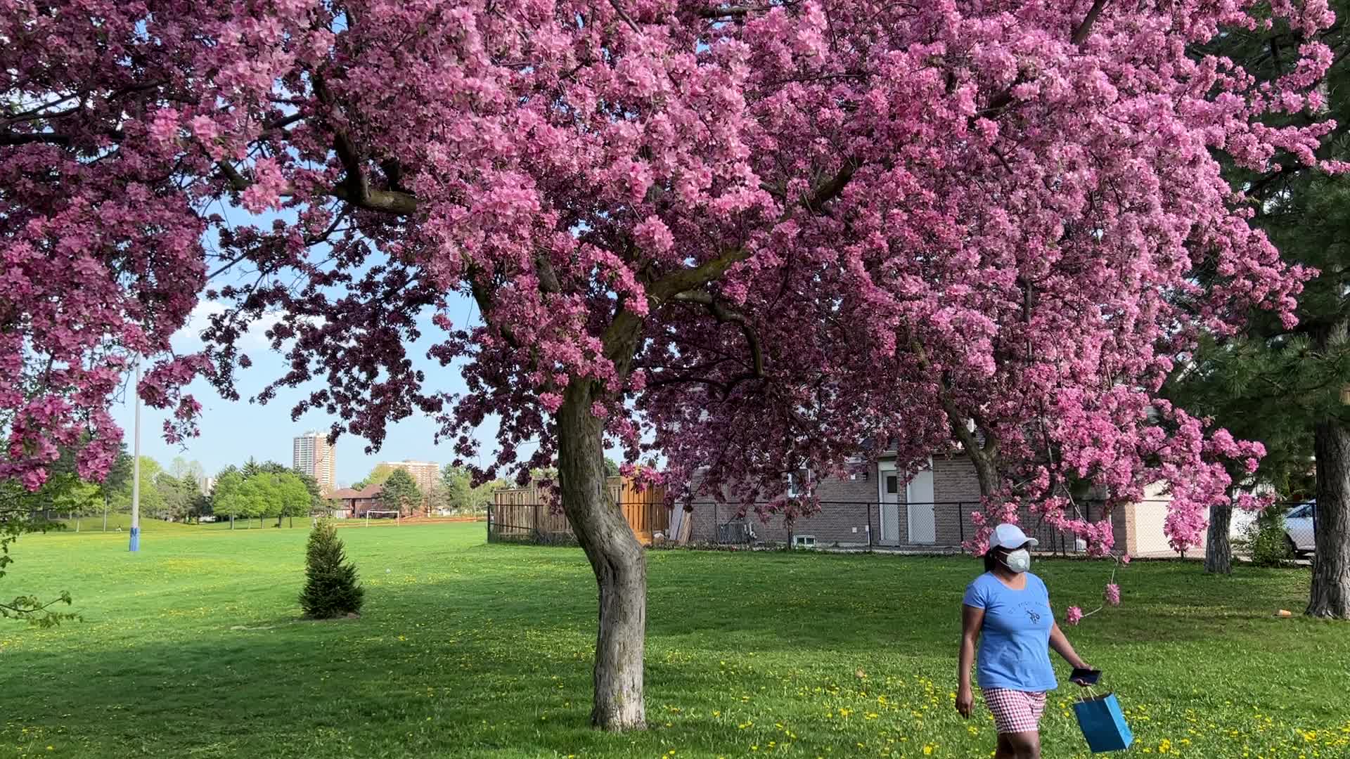Crabapple trees flowering during the Spring season