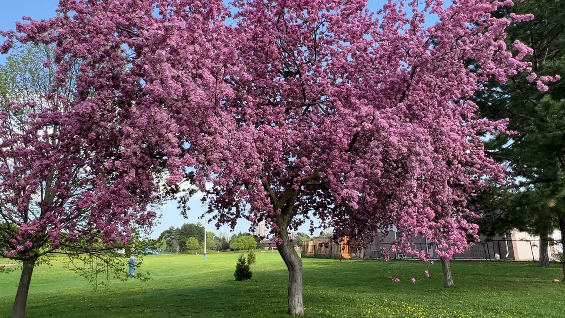 Crabapple trees flowering during the Spring season