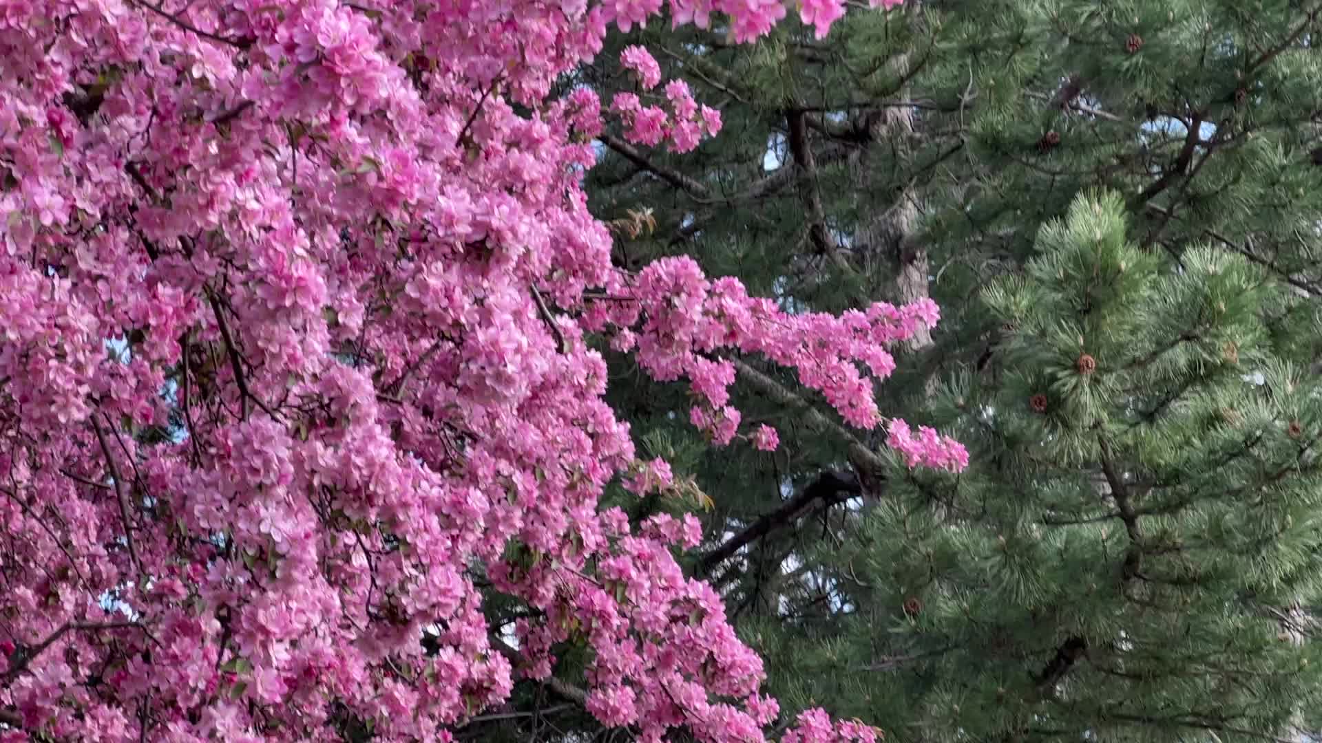 Crabapple trees flowering during the Spring season