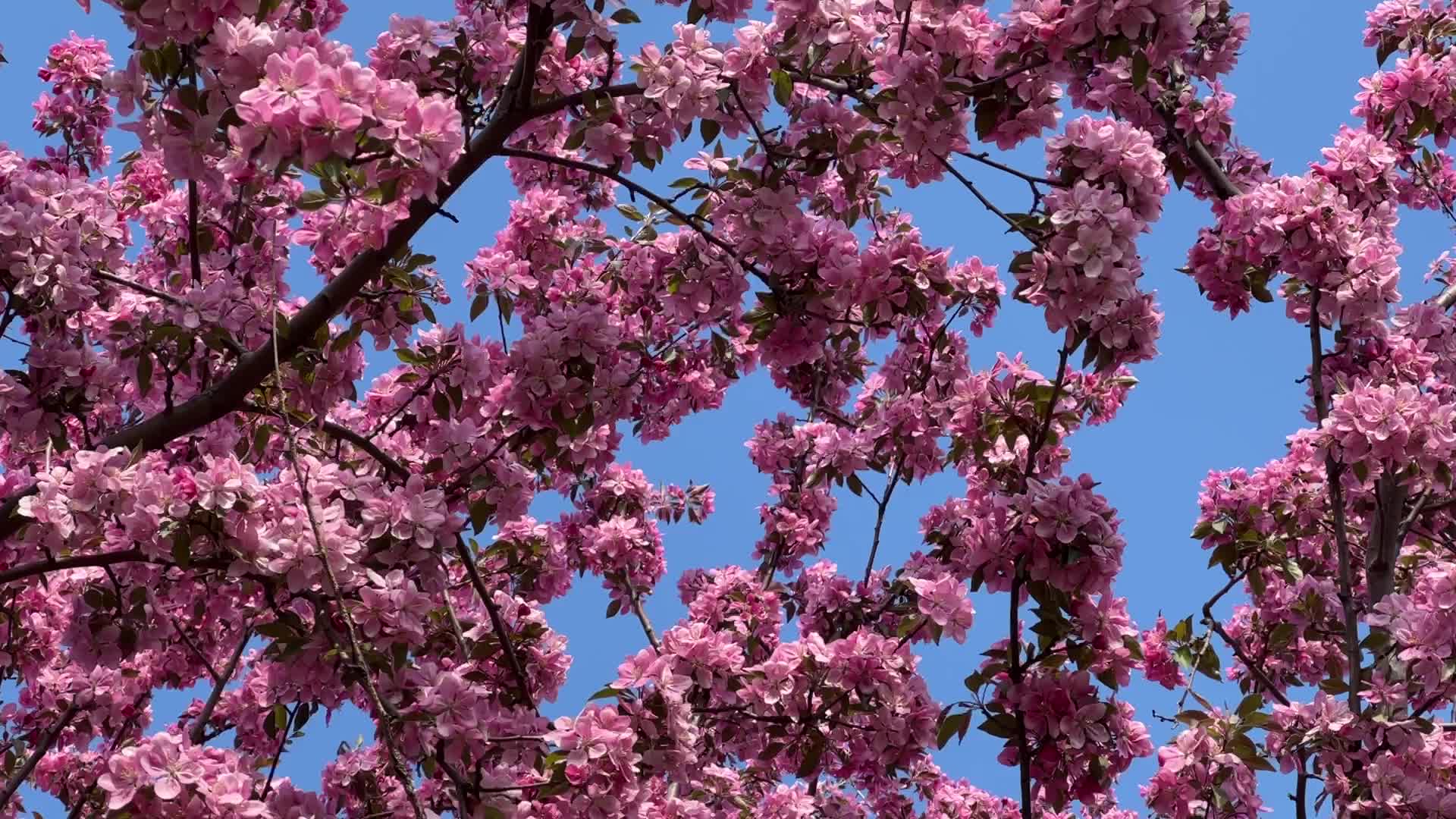 Crabapple trees flowering during the Spring season
