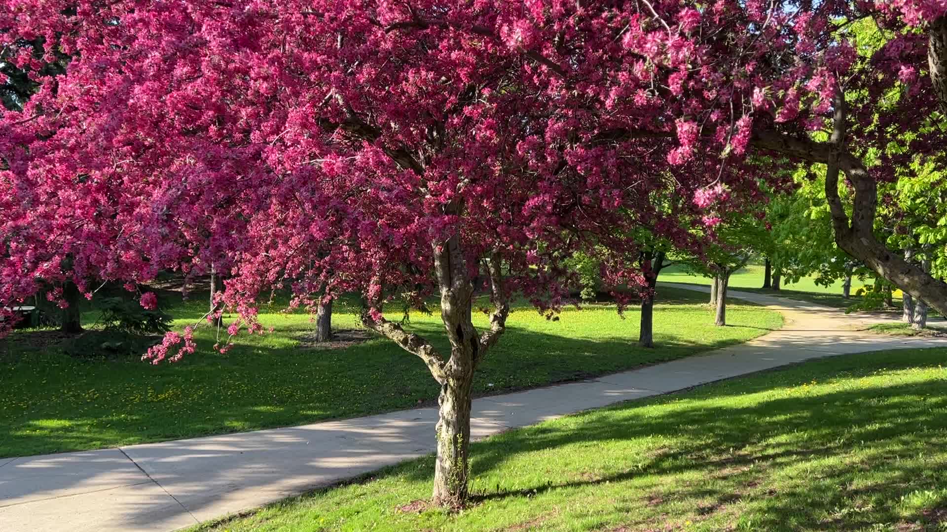 Crabapple trees flowering during the Spring season