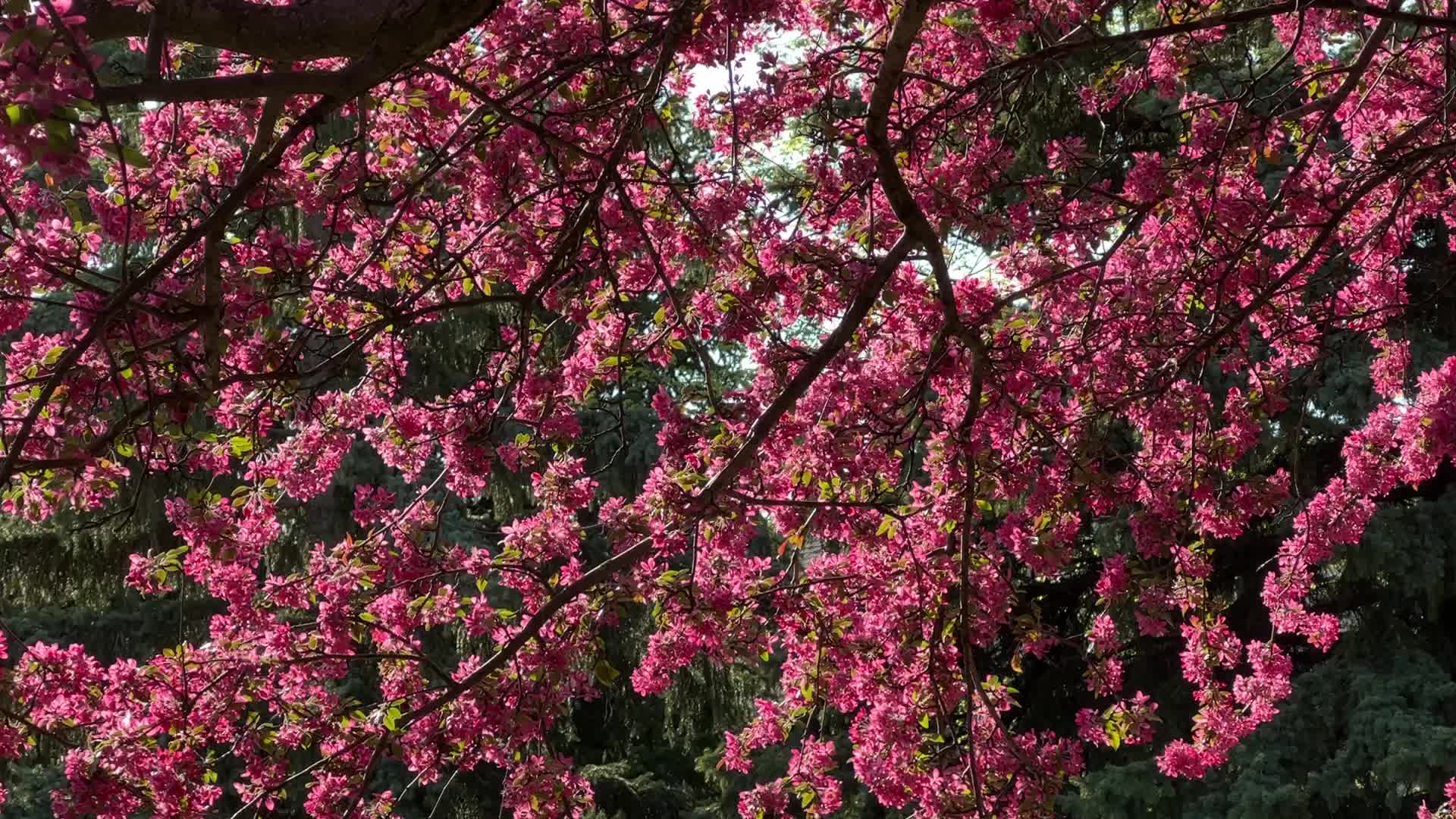 Crabapple trees flowering during the Spring season