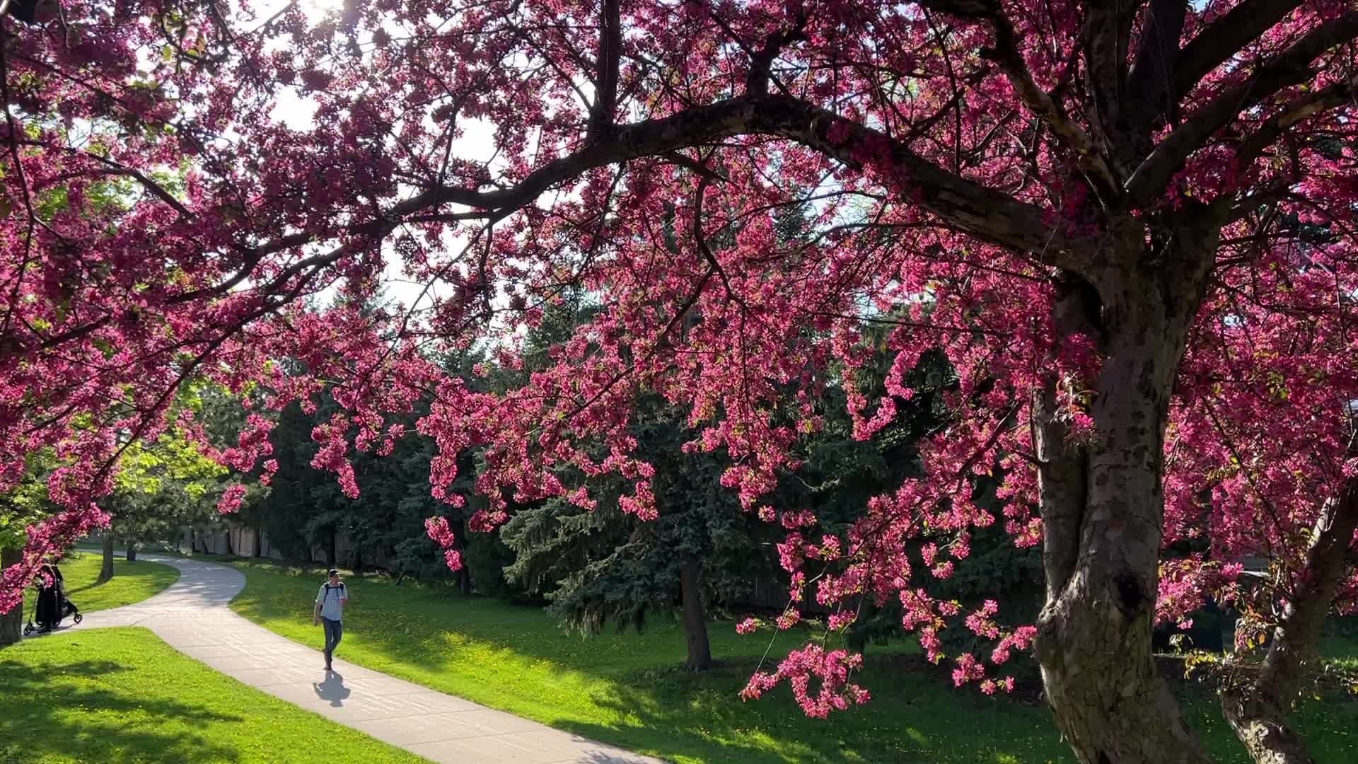 Crabapple trees flowering during the Spring season