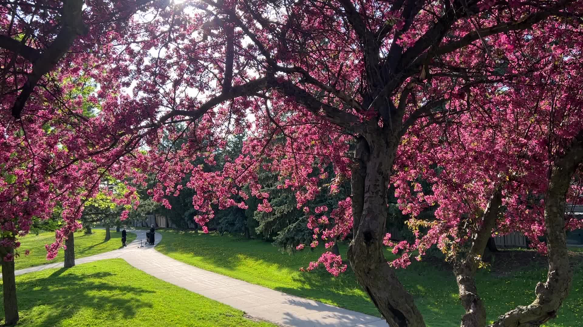 Crabapple trees flowering during the Spring season
