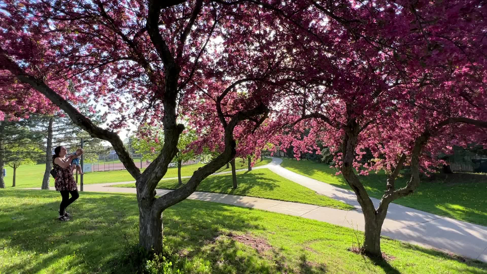 Crabapple trees flowering during the Spring season