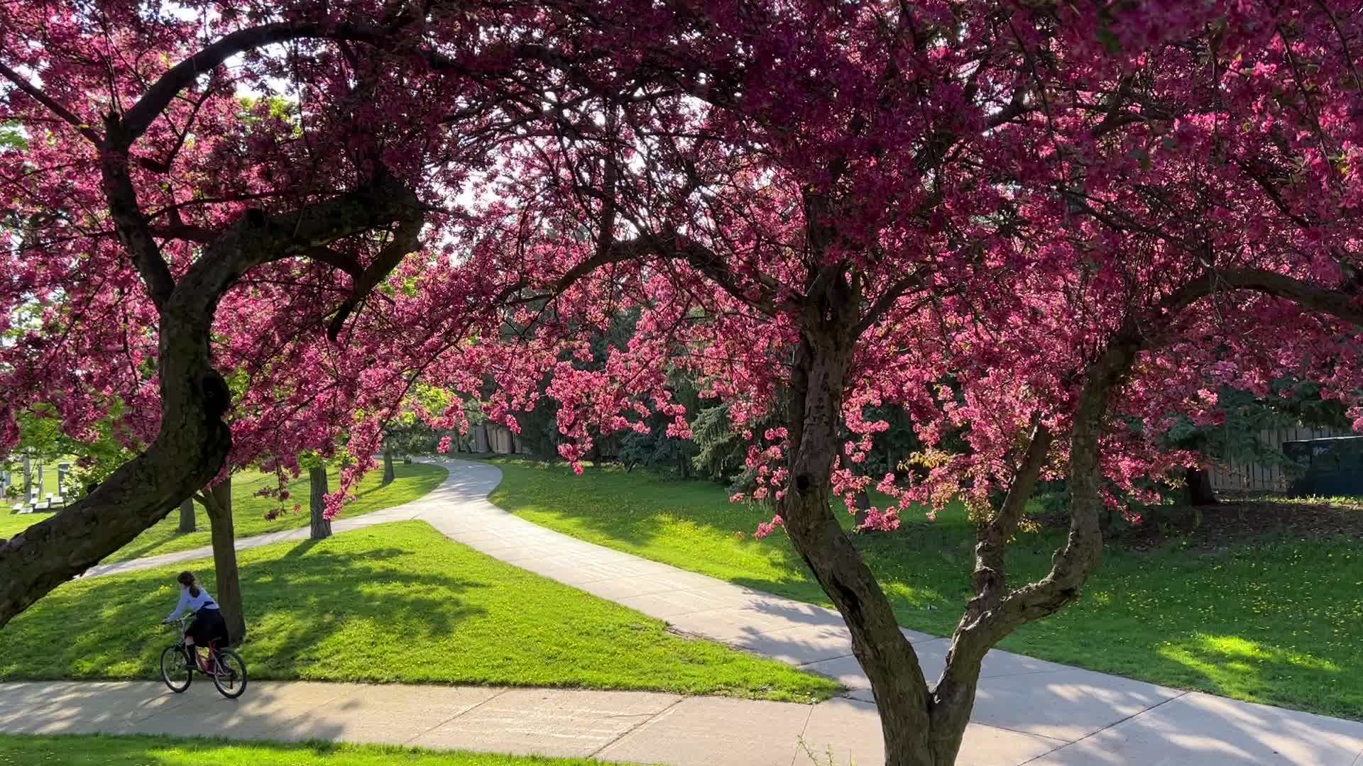 Crabapple trees flowering during the Spring season
