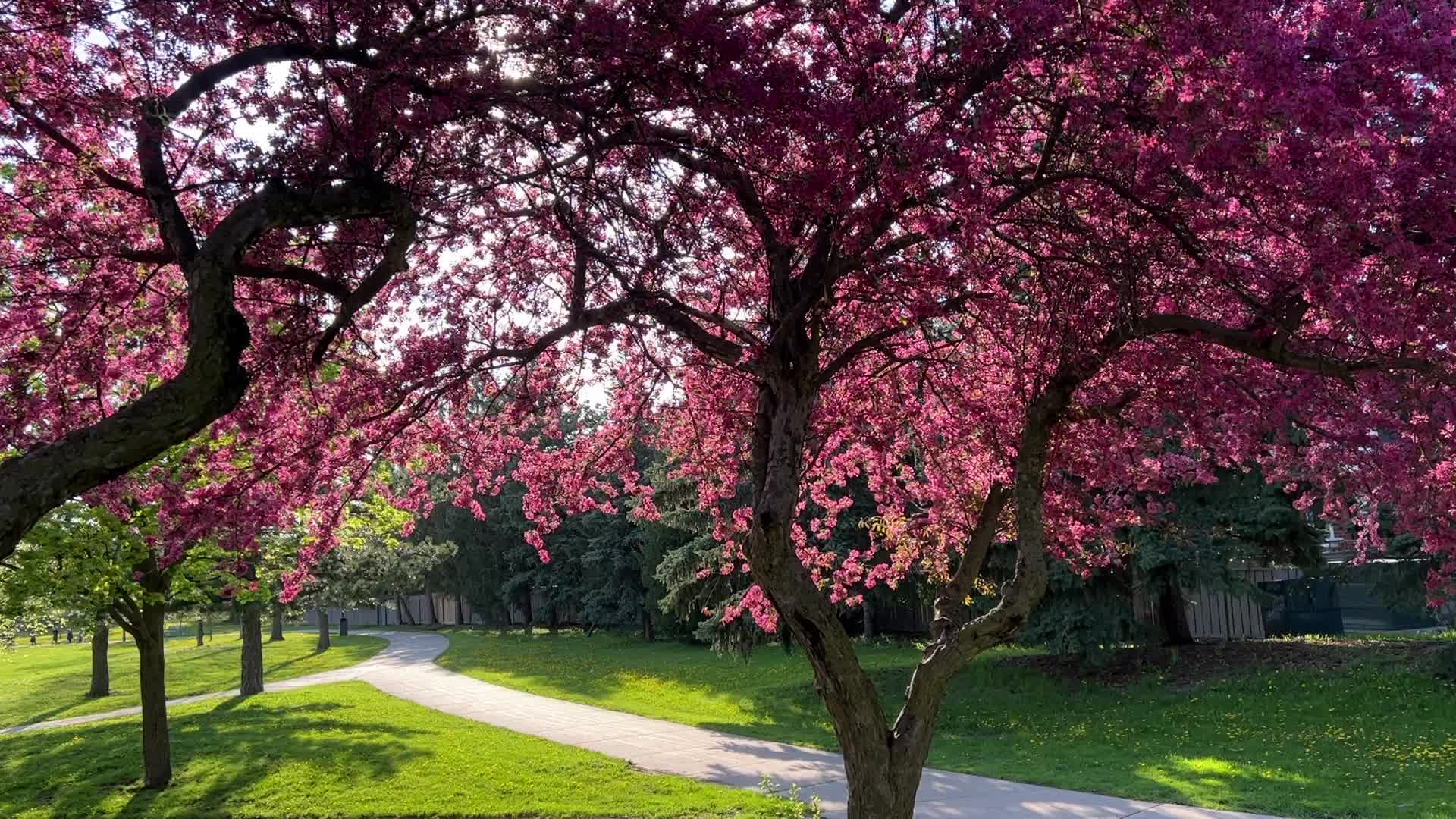 Crabapple trees flowering during the Spring season