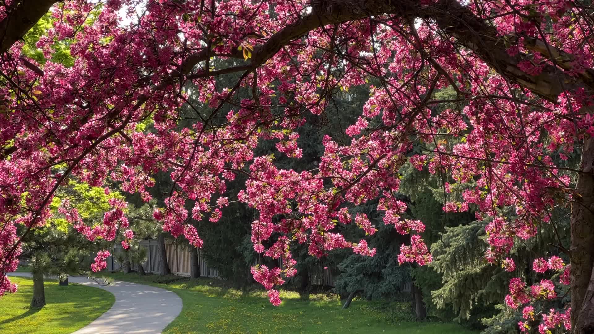Crabapple trees flowering during the Spring season