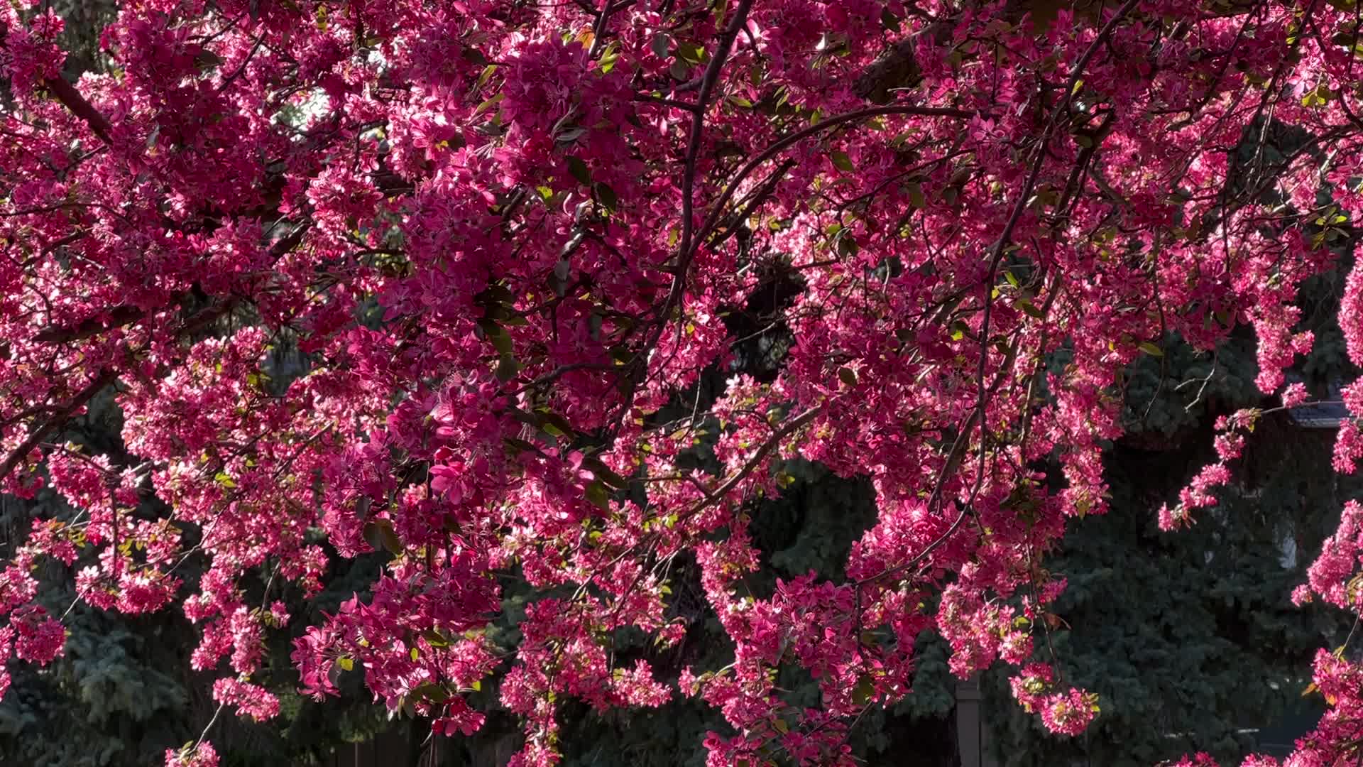 Crabapple trees flowering during the Spring season