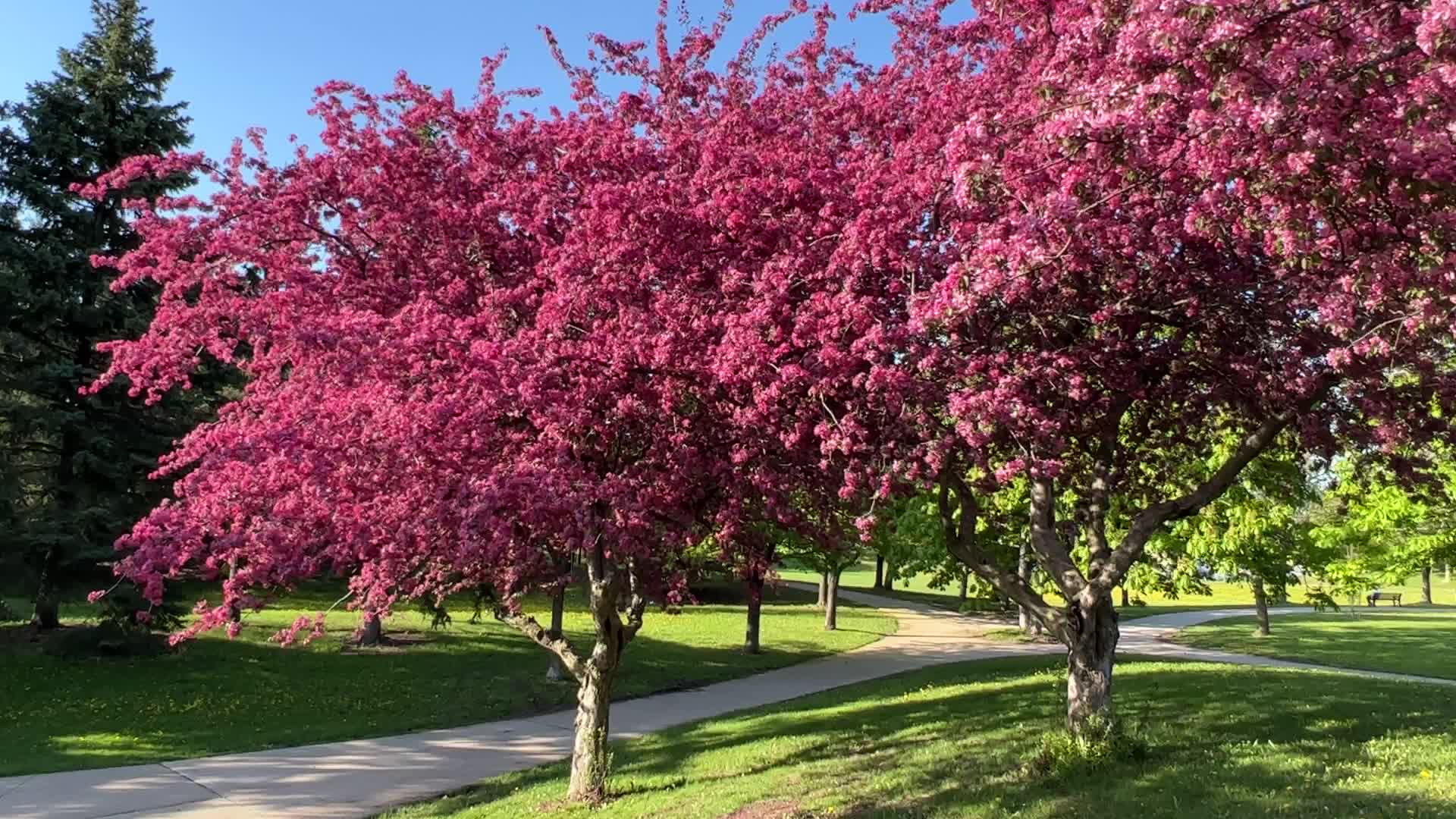 Crabapple trees flowering during the Spring season