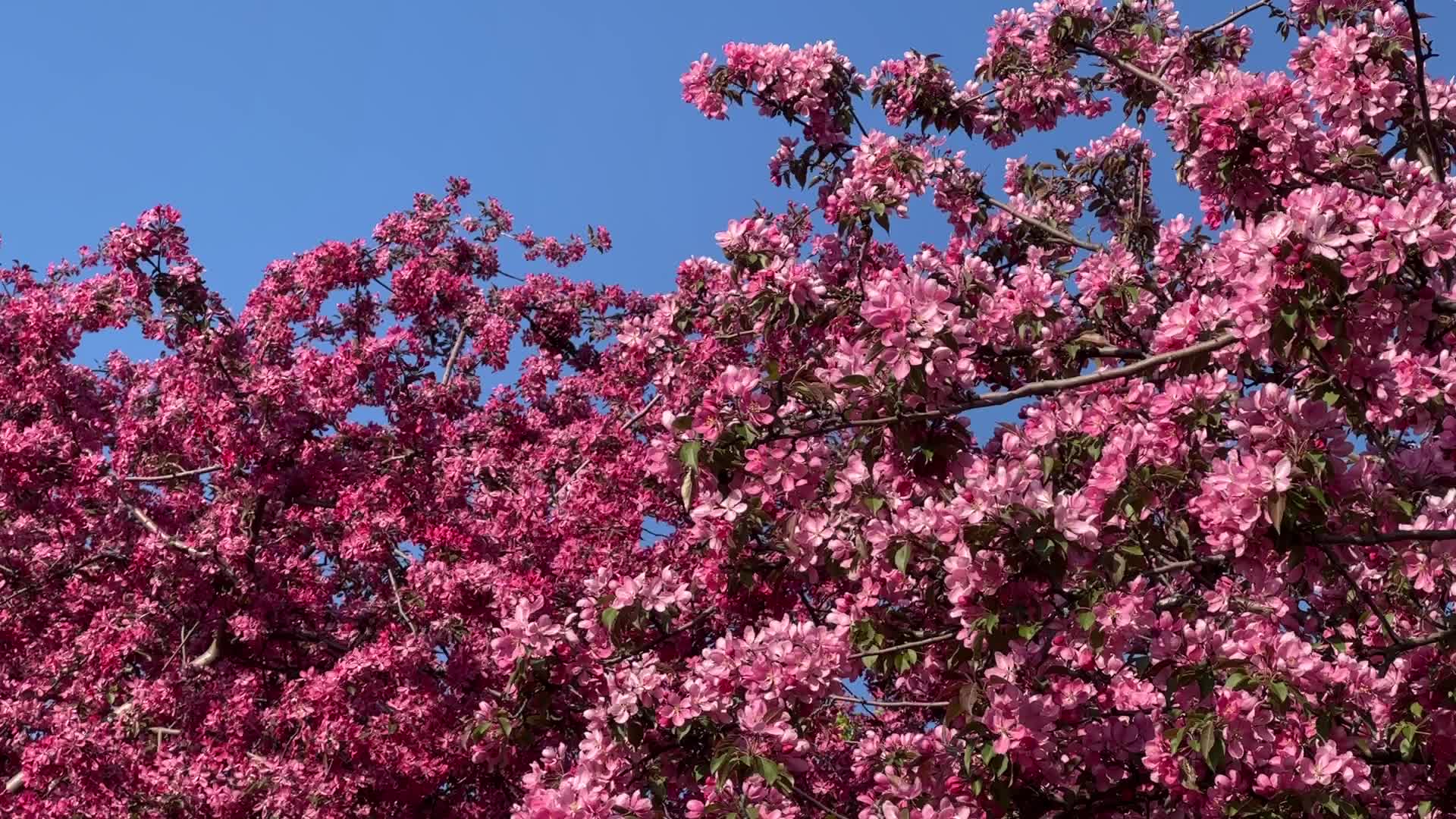 Crabapple trees flowering during the Spring season