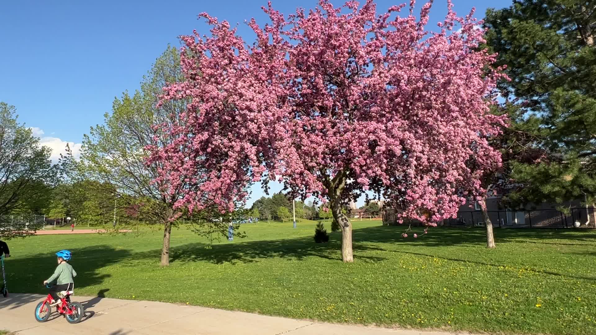 Crabapple trees flowering during the Spring season