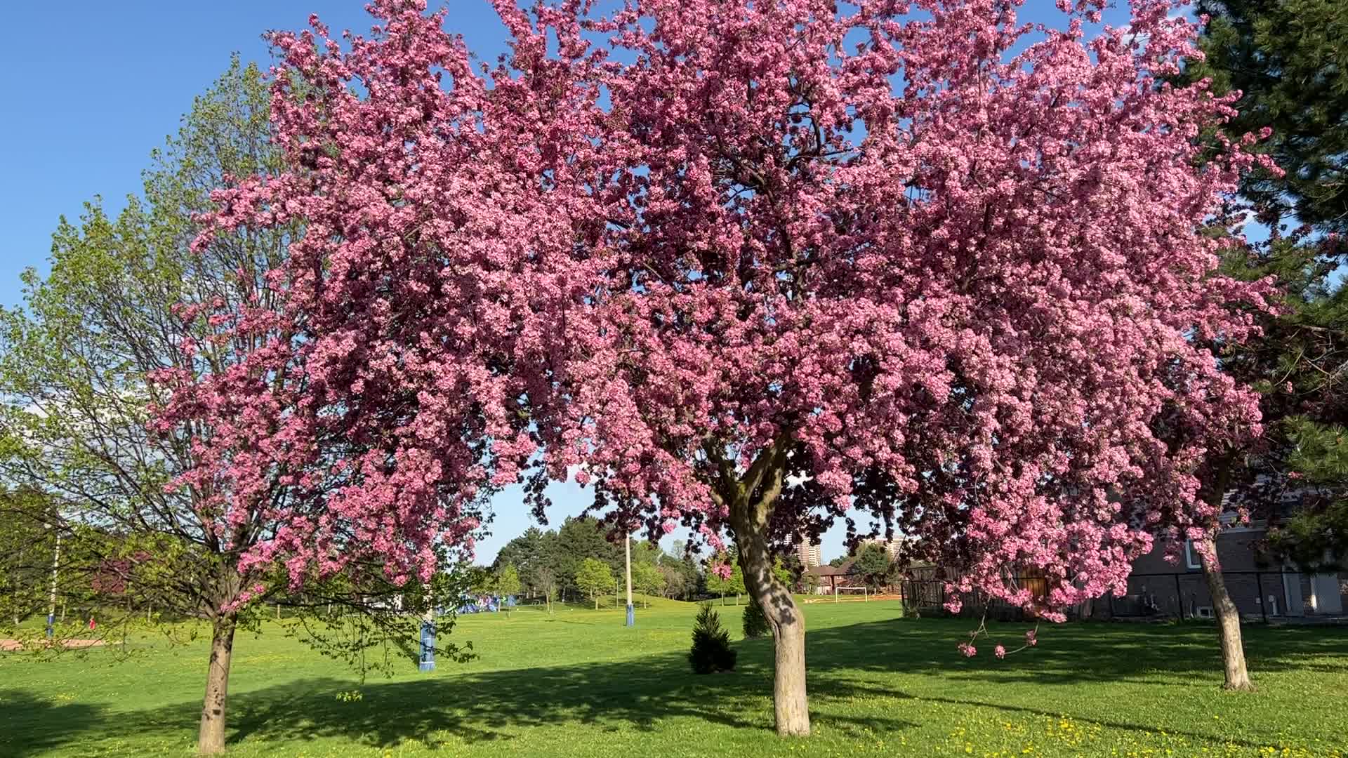 Crabapple trees flowering during the Spring season