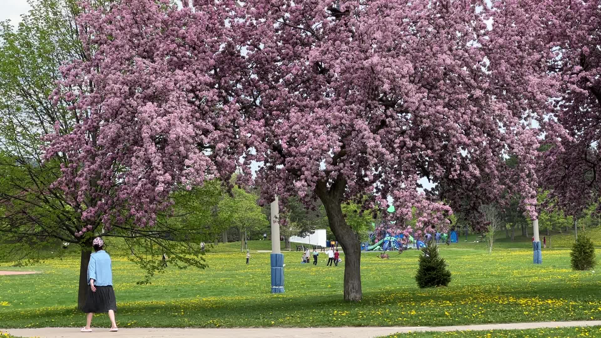 Crabapple trees flowering during the Spring season