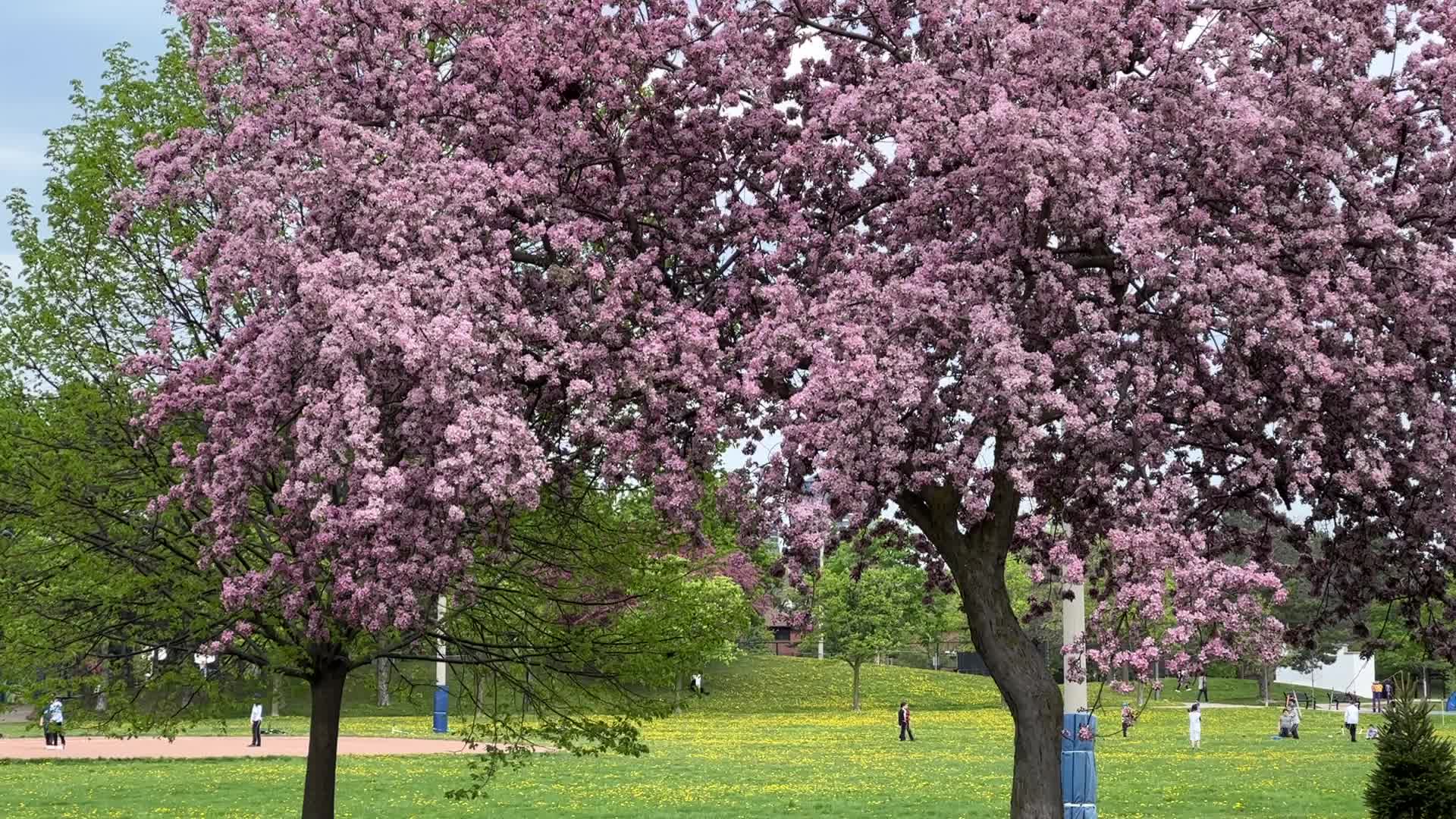Crabapple trees flowering during the Spring season