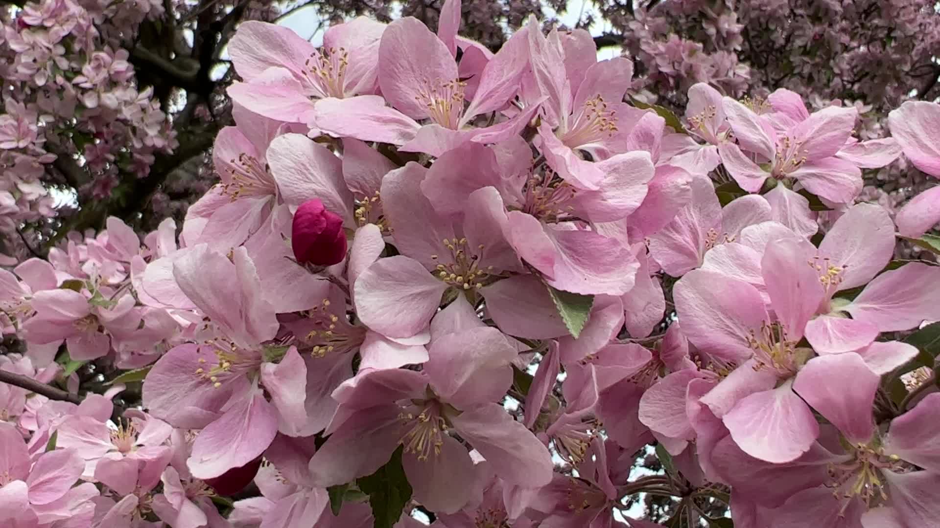 Crabapple trees flowering during the Spring season
