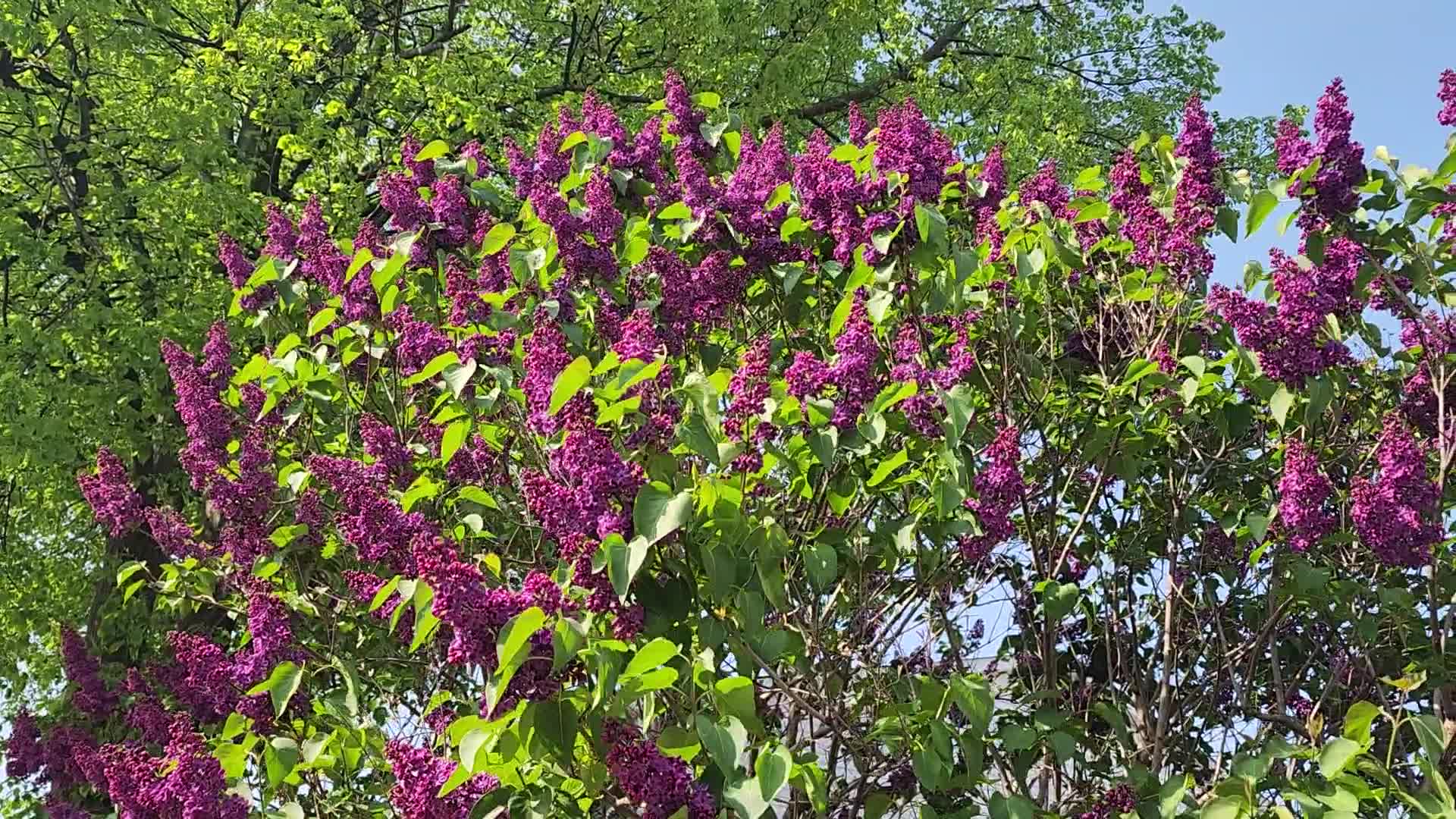 Lilac bush flowering during the Spring season