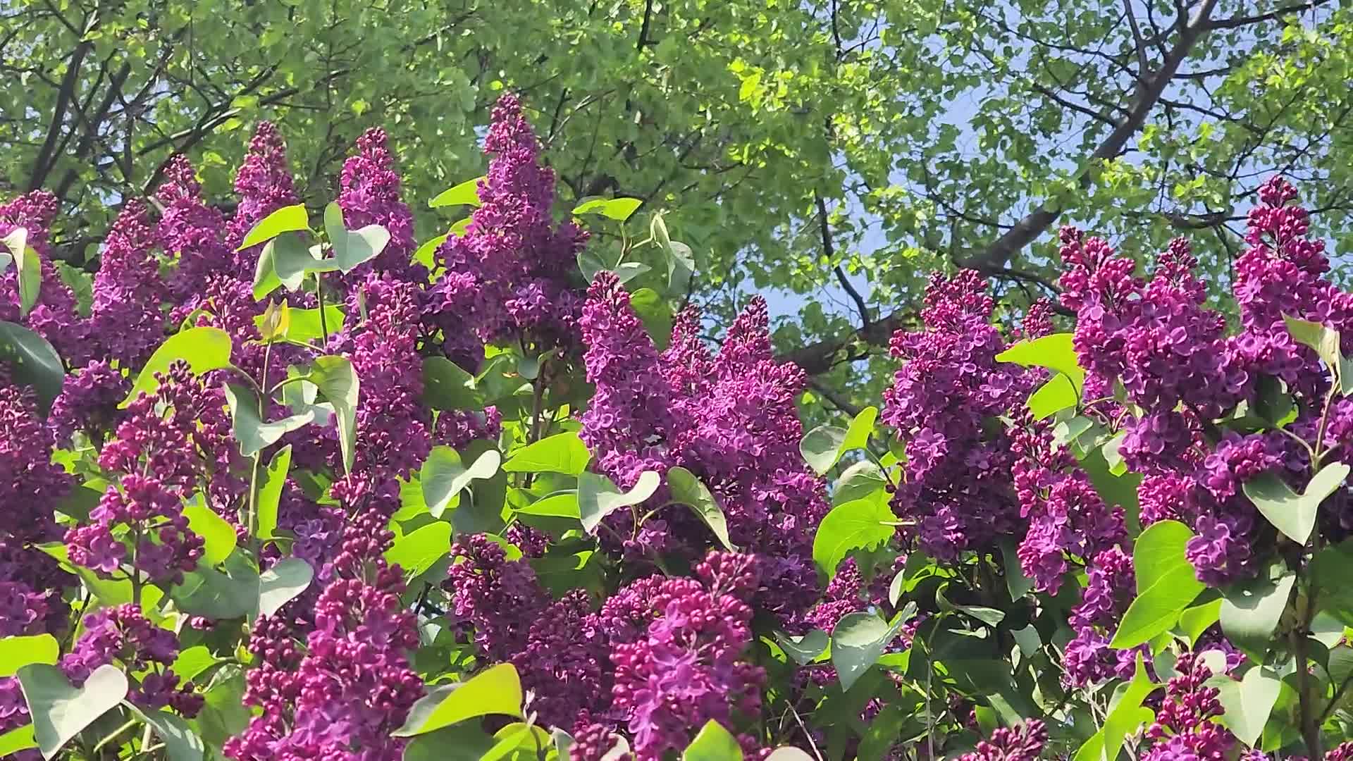 Lilac bush flowering during the Spring season
