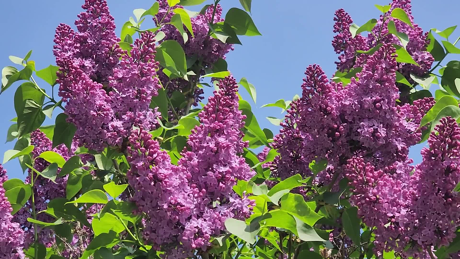 Lilac bush flowering during the Spring season
