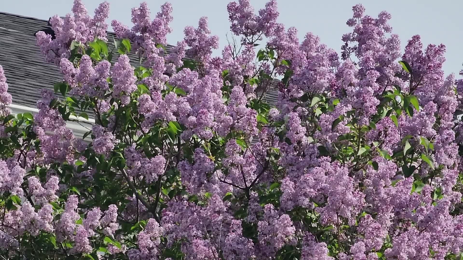 Lilac bush flowering during the Spring season