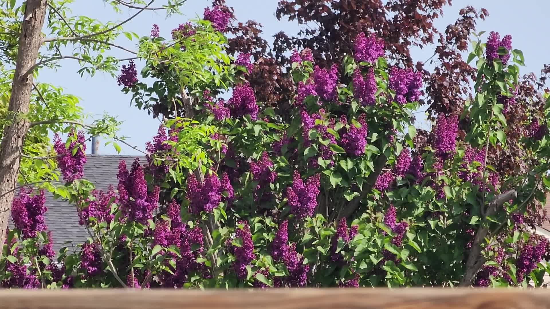 Lilac bush flowering during the Spring season